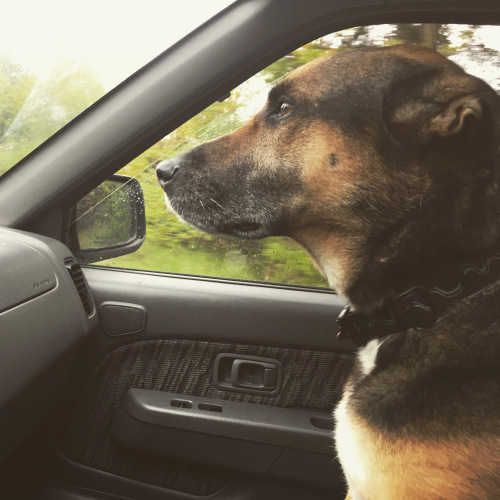 Zoe the dog